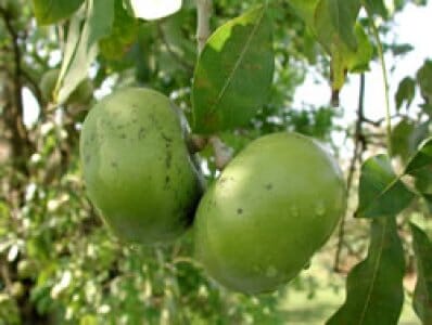 Black Sapote Bernicker Tree Grafted from Everglades Farm