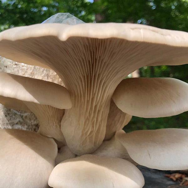 Oyster Mushroom Sawdust Spawn - (Pleurotus spp.) - 5lb