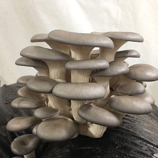 Oyster Mushroom Sawdust Spawn - (Pleurotus spp.) - 5lb