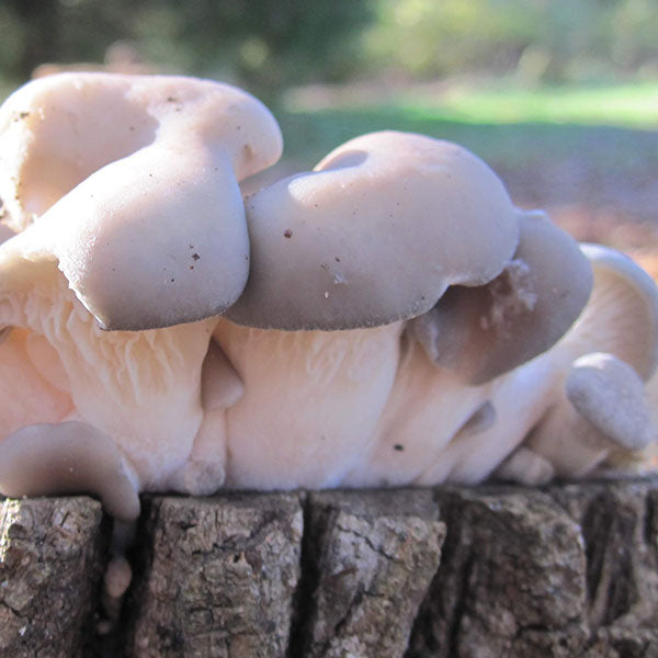 Oyster Mushroom Sawdust Spawn - (Pleurotus spp.) - 5lb