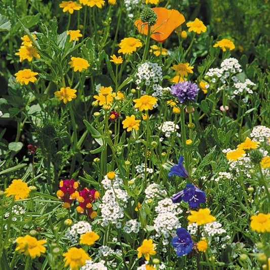 California Coastal Range Wildflower Mix (1/4 lb)
