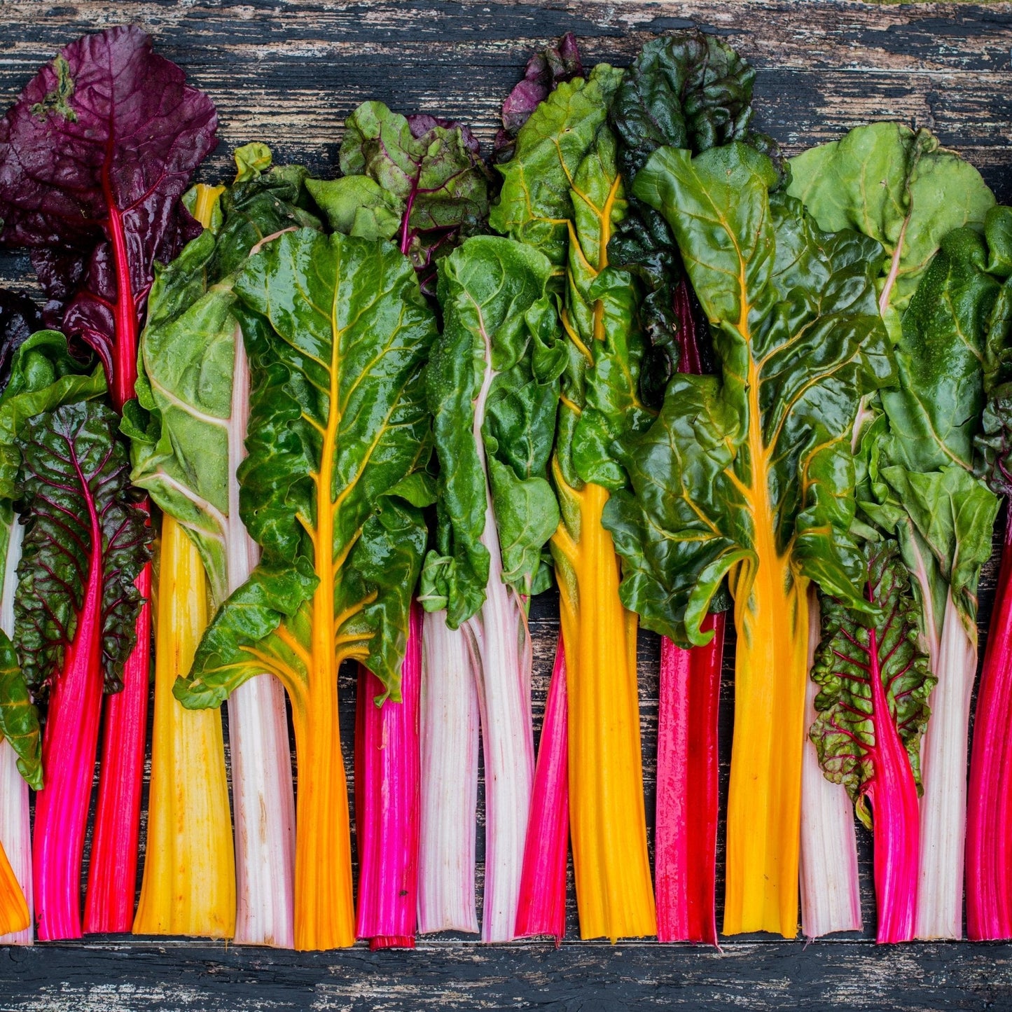 Chard Seeds - Swiss - Five Color Silverbeet