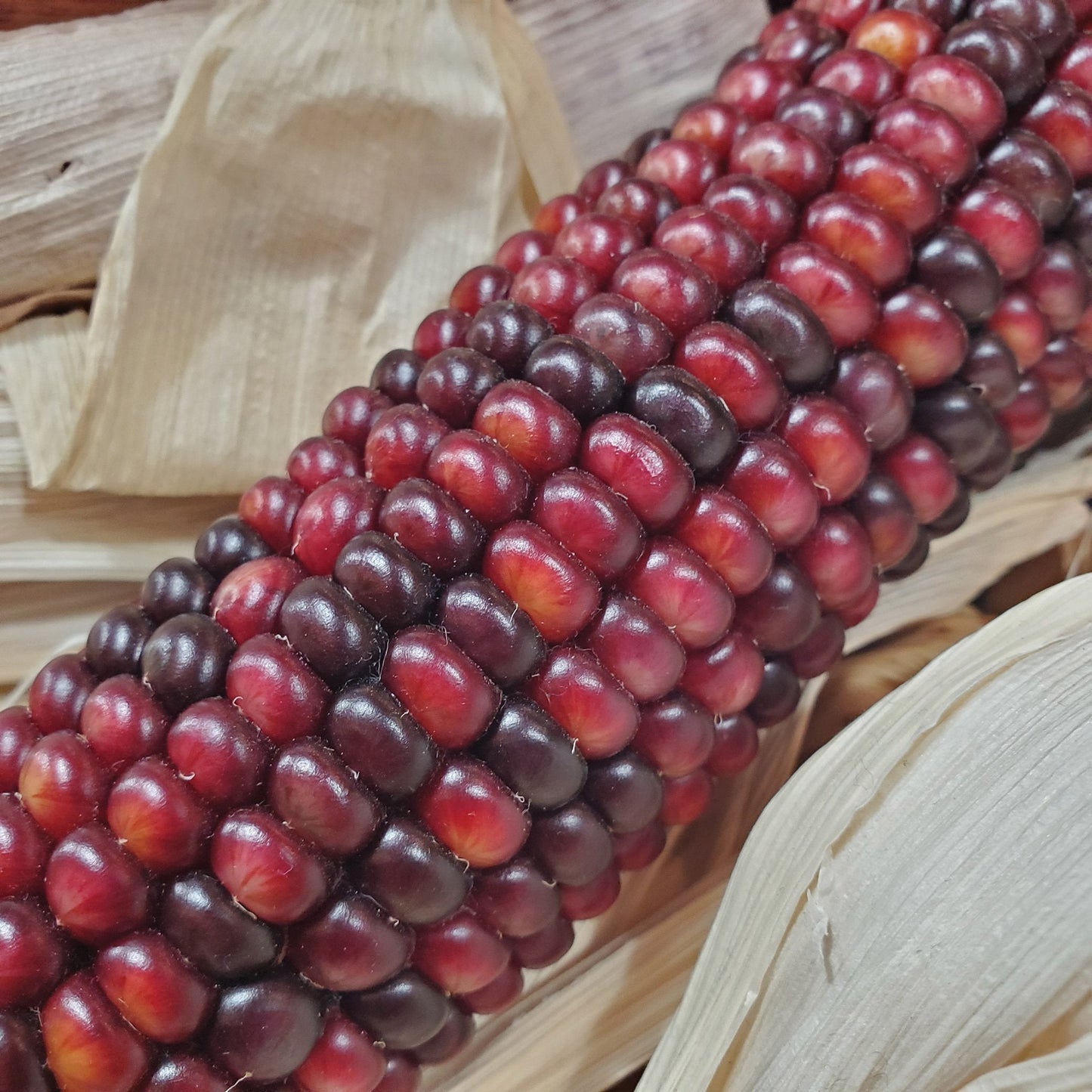 Bloody Butcher Corn