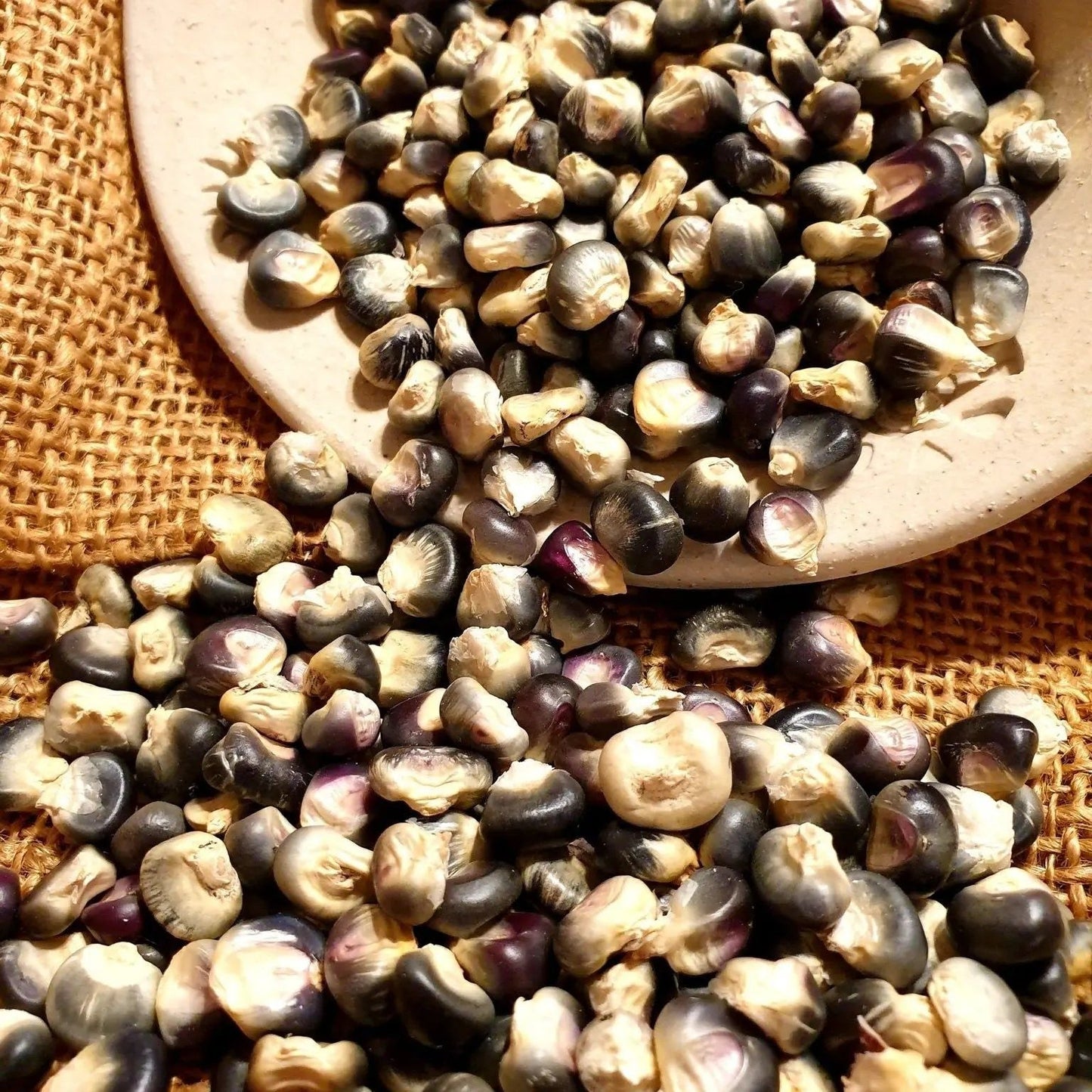 Corn Seeds - Flour -Hopi Blue Corn
