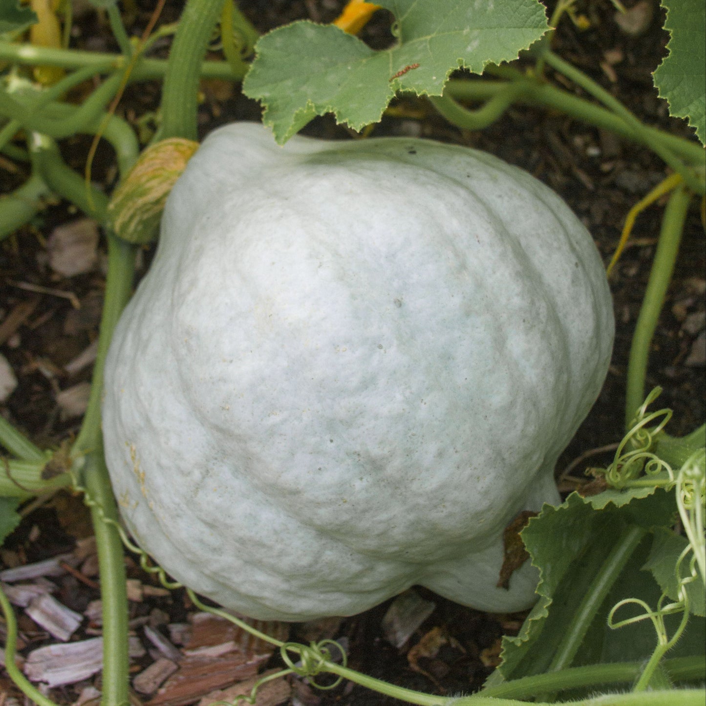 Blue Hubbard Squash