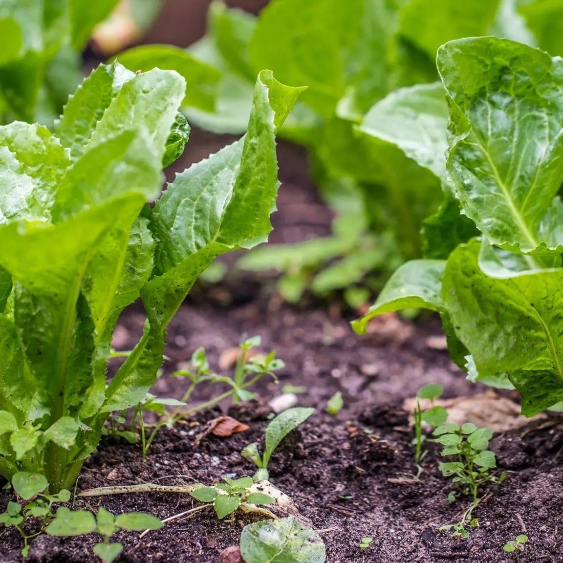 Endive Seeds - Broadleaf Batavian Endive
