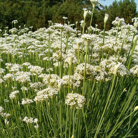 Garlic Chives Seeds (Organic)