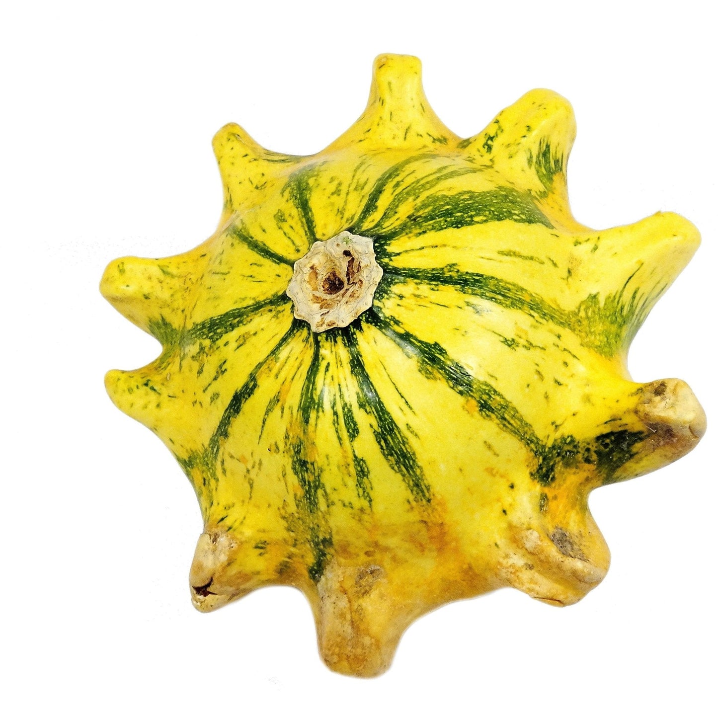 Gourd Seeds - Crown of Thorns Shenot