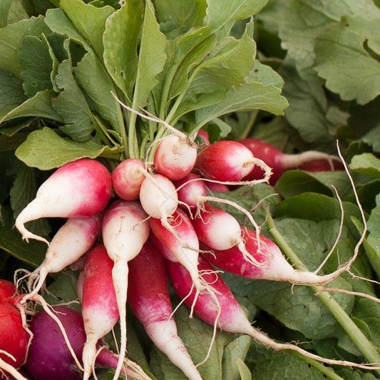 French Breakfast Radish Seeds (Organic)