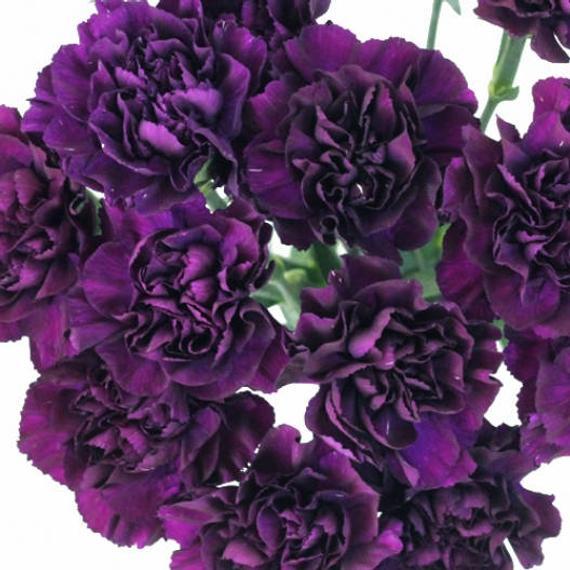 Grenadin King of Blacks Carnation