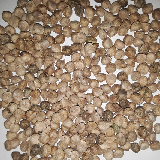 Hammerhead Hybrid Spinach Seeds