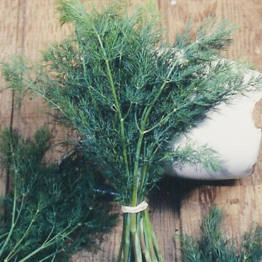 Mammoth Dill Seeds (Organic)