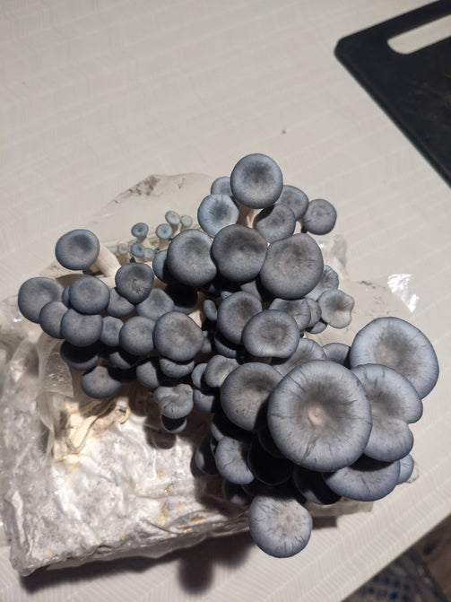 Organic Blue Oyster Grow Kit