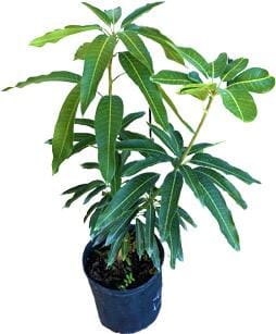 Pina Collada Mango Tree Grafted, Fruit Trees from Everglades Farm