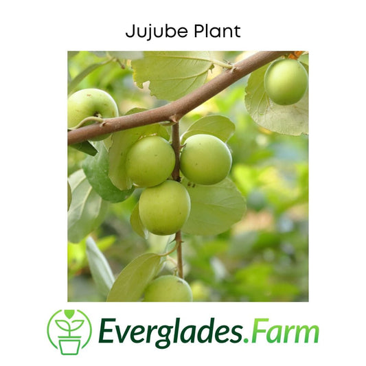 Jujube Tree Grafted, image 2 of 6