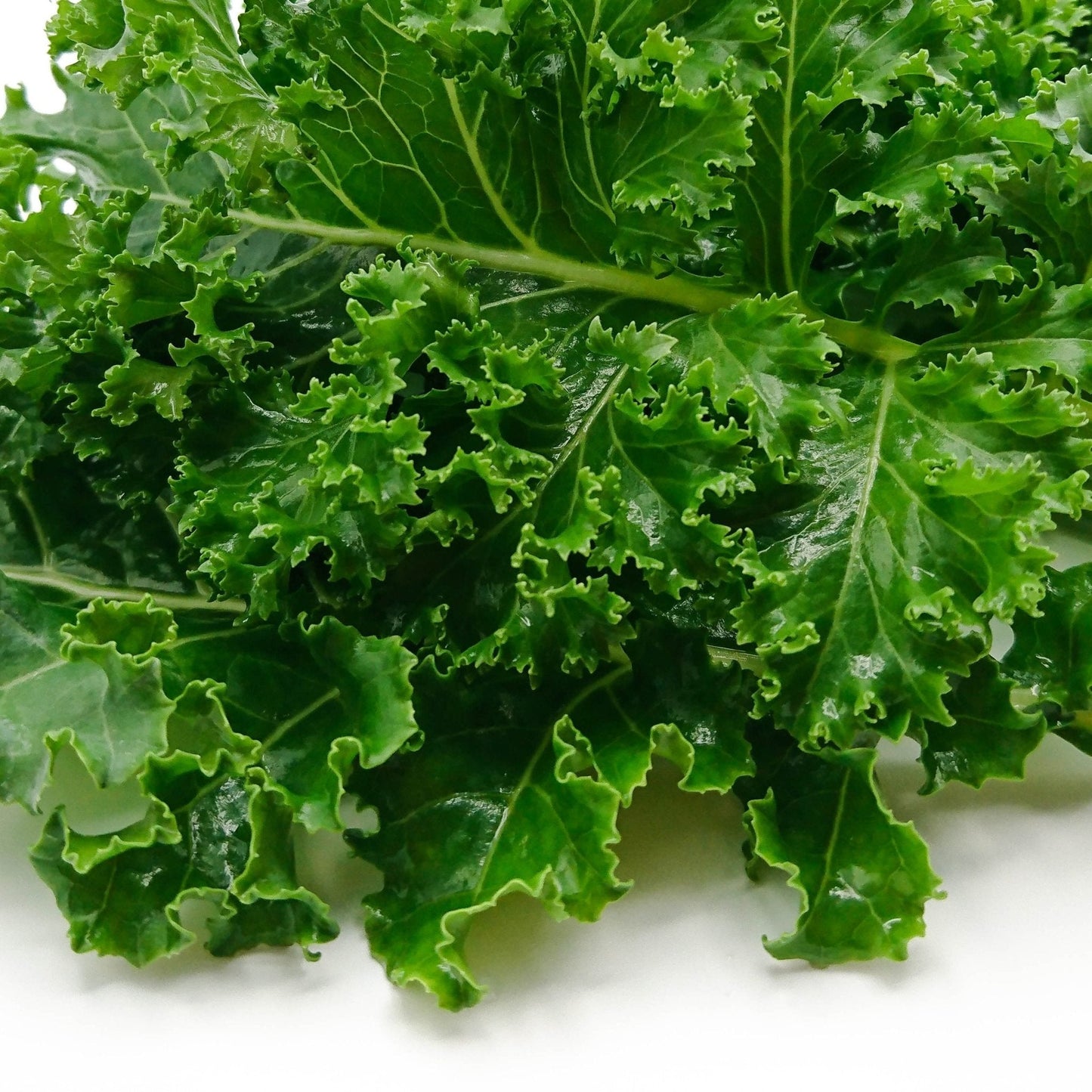 Kale Seeds - White Russian