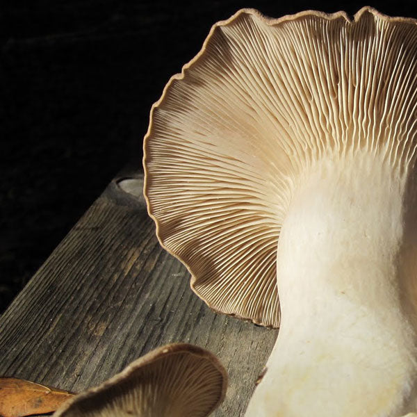 Oyster Mushroom Sawdust Spawn - (Pleurotus spp.) - 5lb