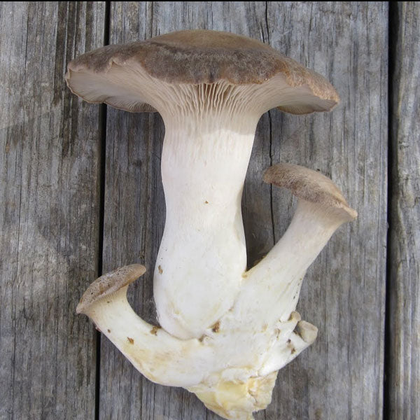 Oyster Mushroom Sawdust Spawn - (Pleurotus spp.) - 5lb