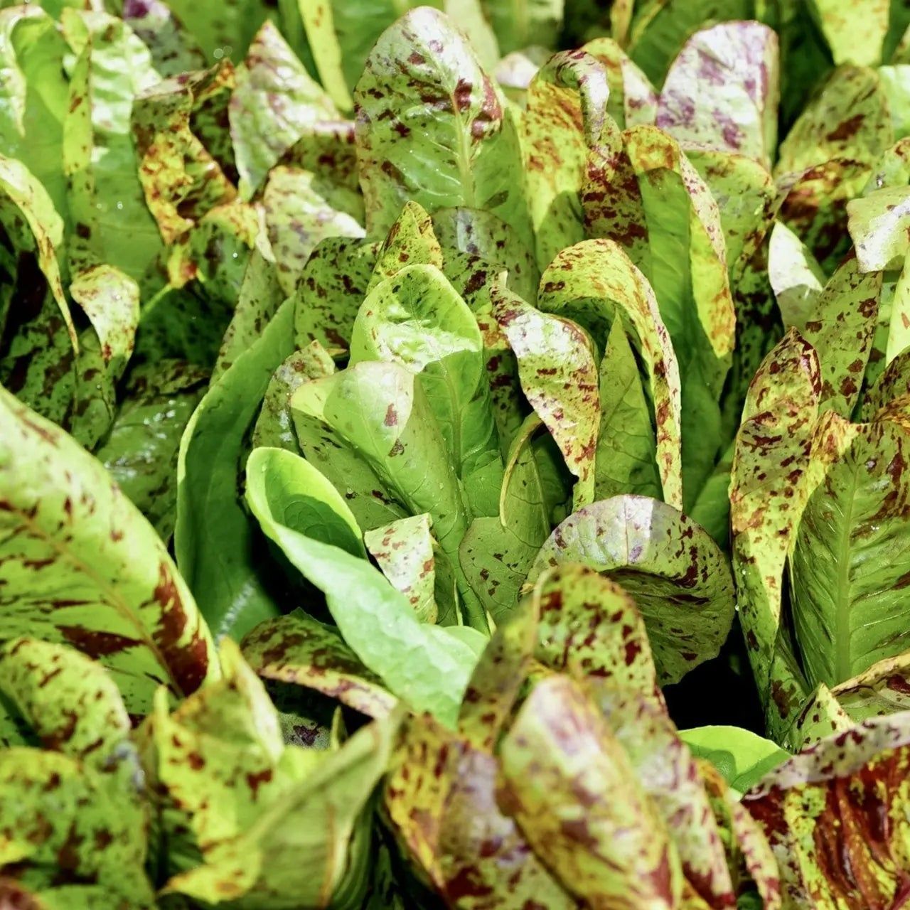 Lettuce Seeds - Forellenschluss Romaine