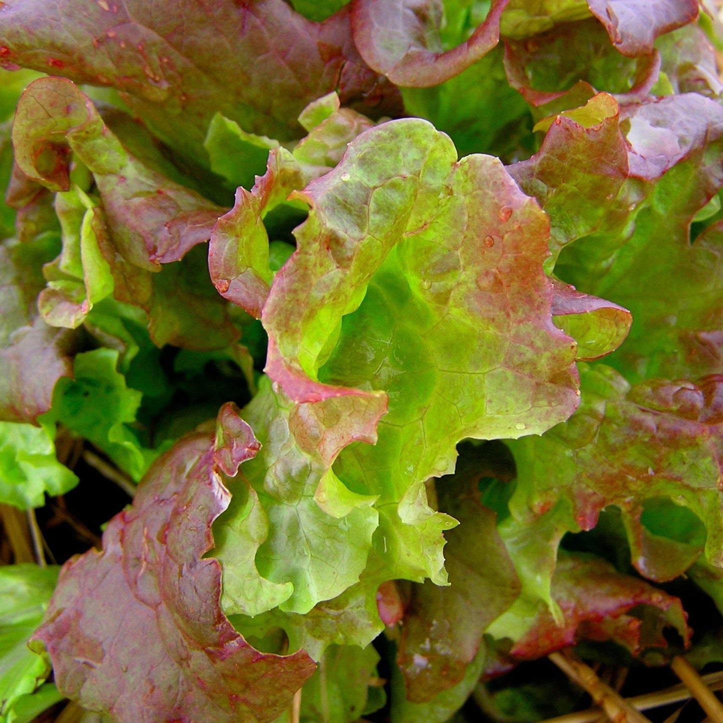 Lettuce Seeds - Red Sails Leaf