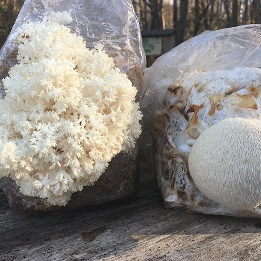 Lions Mane Mushroom Fruiting Kit