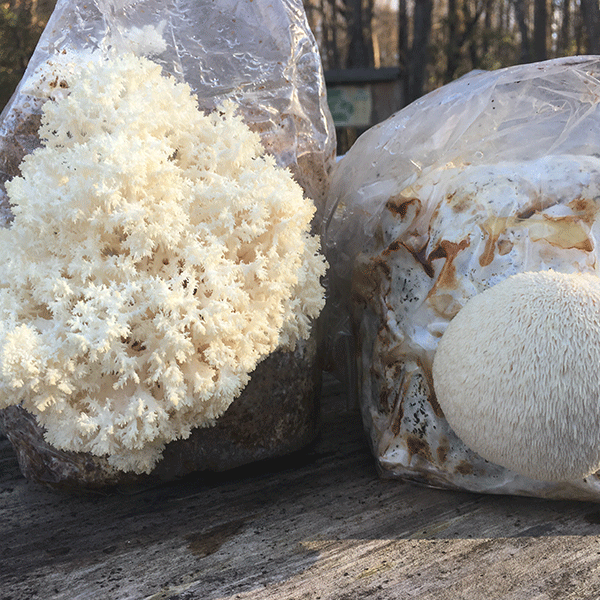 Lion's Mane Mushroom Fruiting Kit