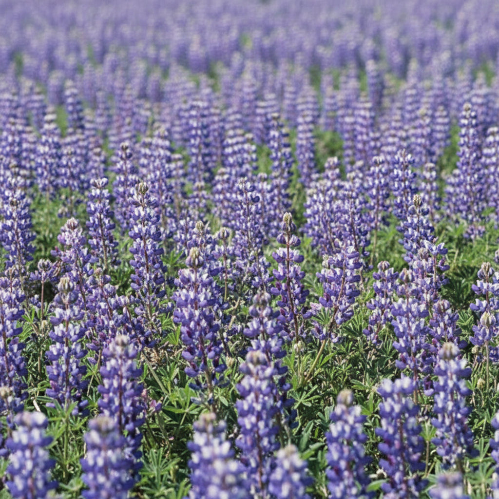 Lupine, Blue & White (1/4 lb)