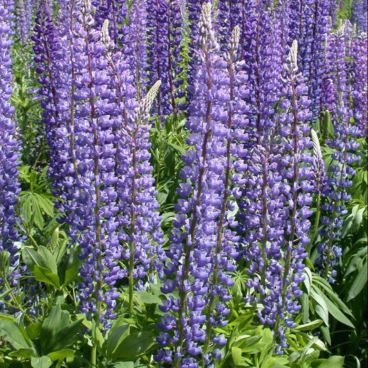 Lupine, Arroyo Blue (1/4 lb), image 2 of 2