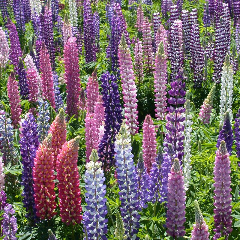 Lupine, Russell (lb)