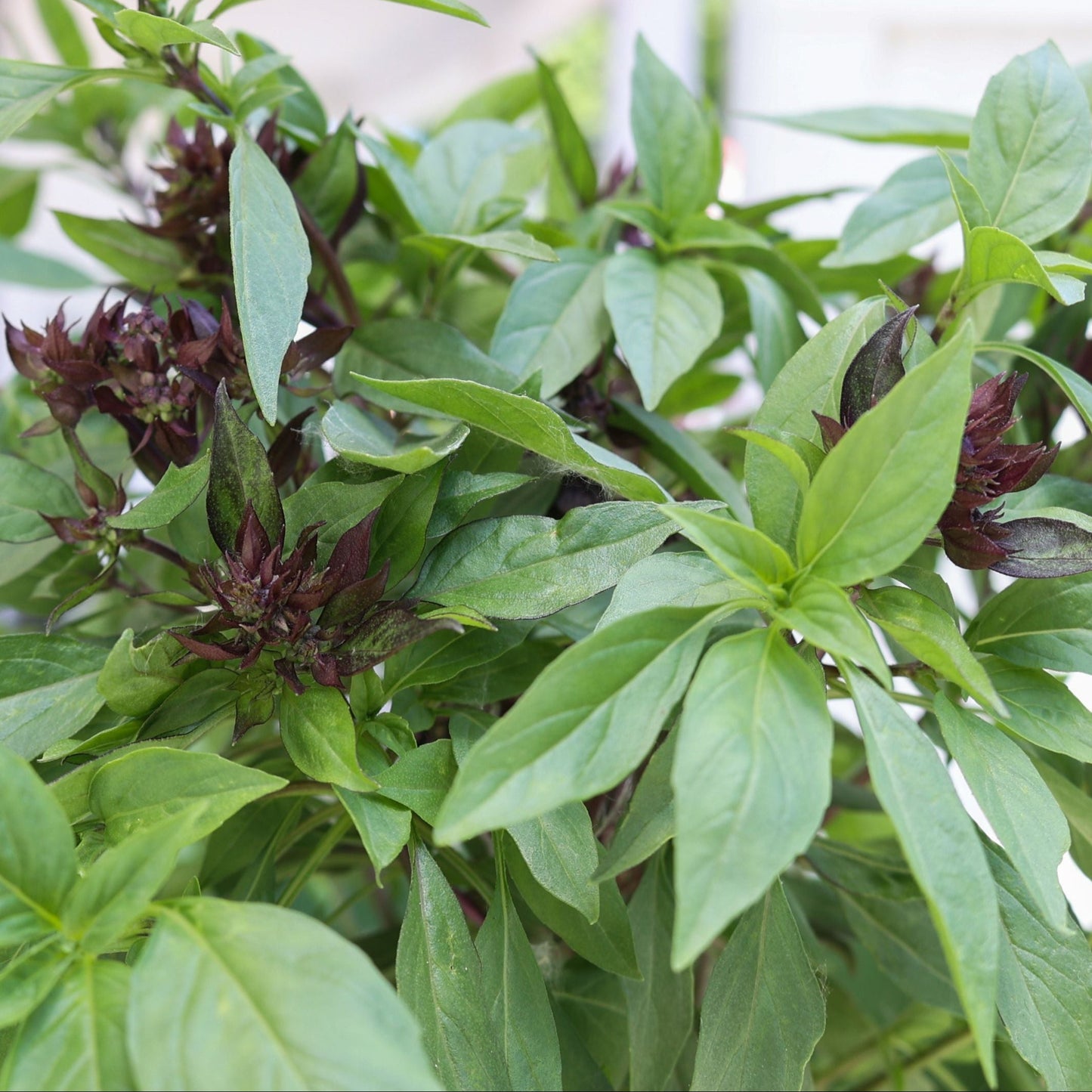 Thai Basil