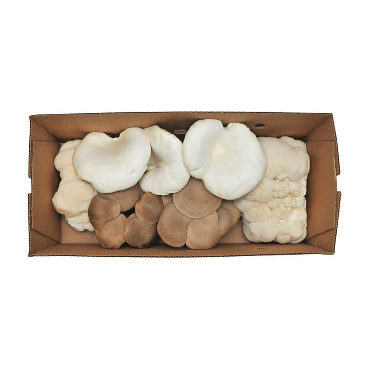 Certified Organic Exotic ShroomBox