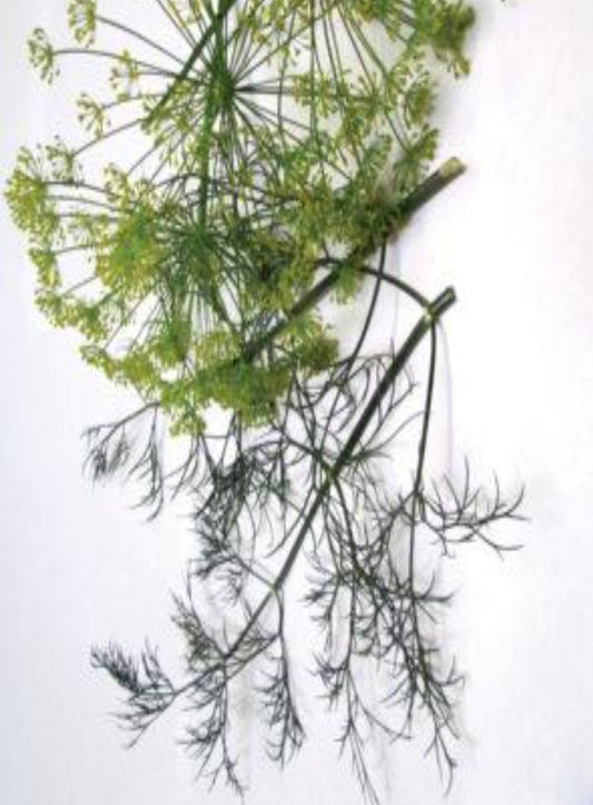 Herb Dill, Long Island Mammoth Seeds