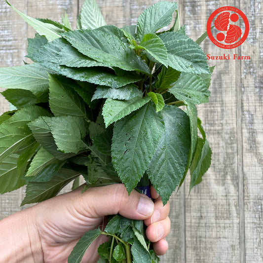 Molokhia (Mulukhiya) | Suzuki Farm | 1 bunch