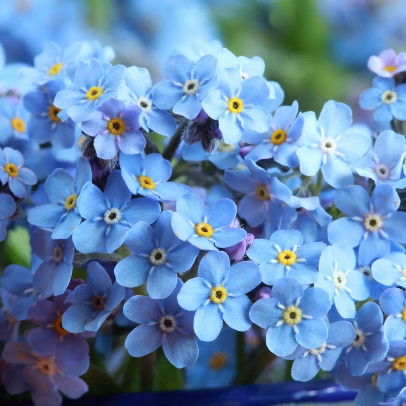Myosotis Forget-Me-Not Seeds - Compindi