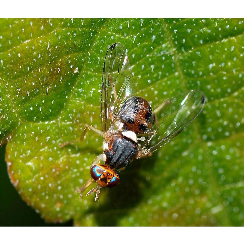 Pest Wizard Olive Fruit Fly Lure 2-Pack