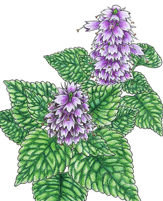 Korean Licorice Mint Seeds (Organic)