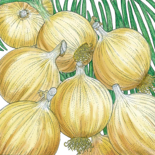 Cortland Onion Seeds (Organic)