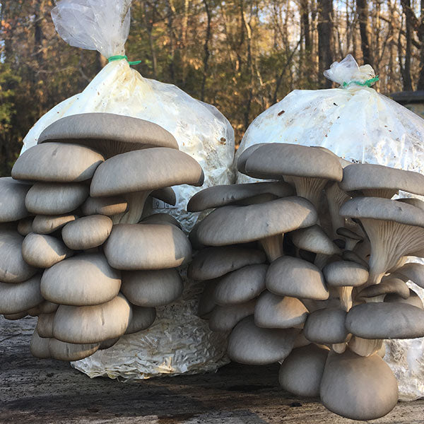 Oyster Mushroom Sawdust Spawn - (Pleurotus spp.) - 5lb