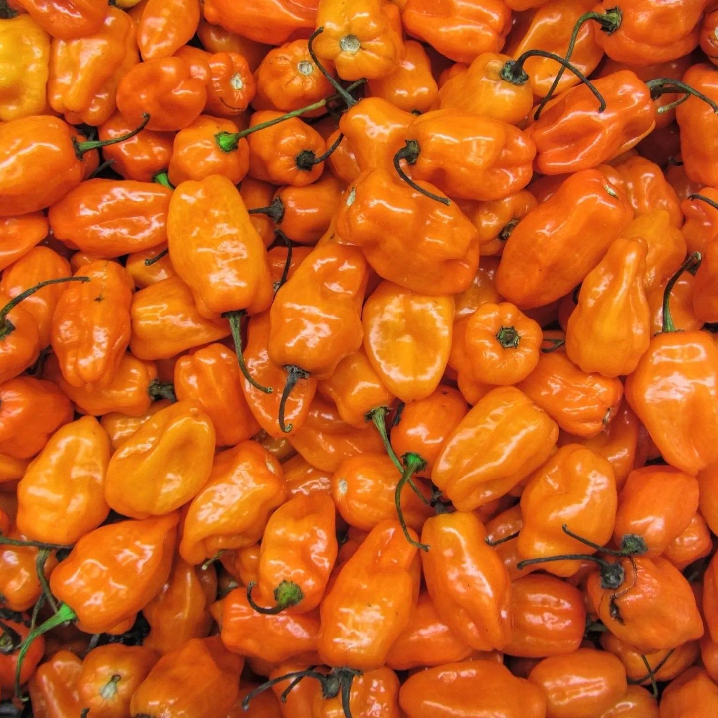 Pepper Seeds - Hot - Orange Habanero Pepper