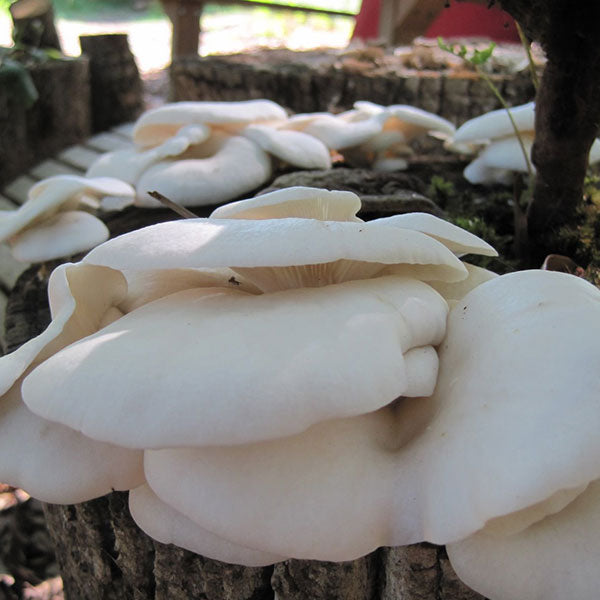 Oyster Mushroom Sawdust Spawn - (Pleurotus spp.) - 5lb