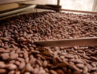 Roasted Cacao Nibs