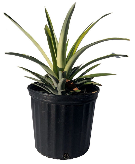 White Jade Pineapple Plant - Sweet, Low-Acid Tropical Fruit