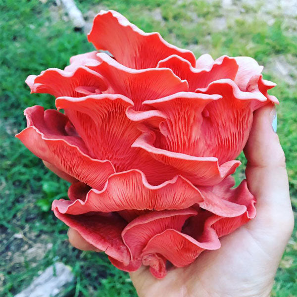 Oyster Mushroom Sawdust Spawn - (Pleurotus spp.) - 5lb