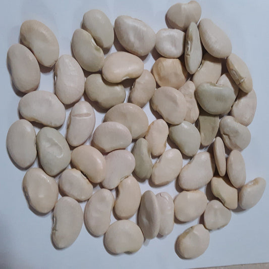 Pole Lima Bean King of the Garden Seeds