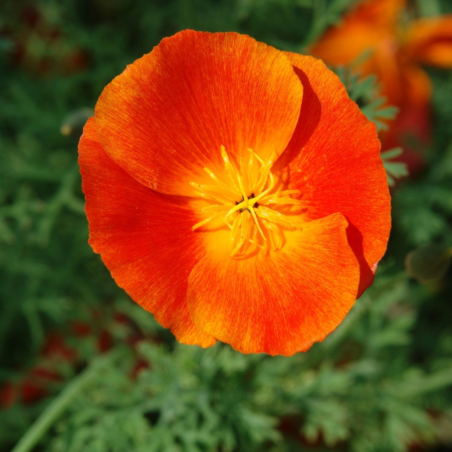 Poppy Seeds - California Red Mikado