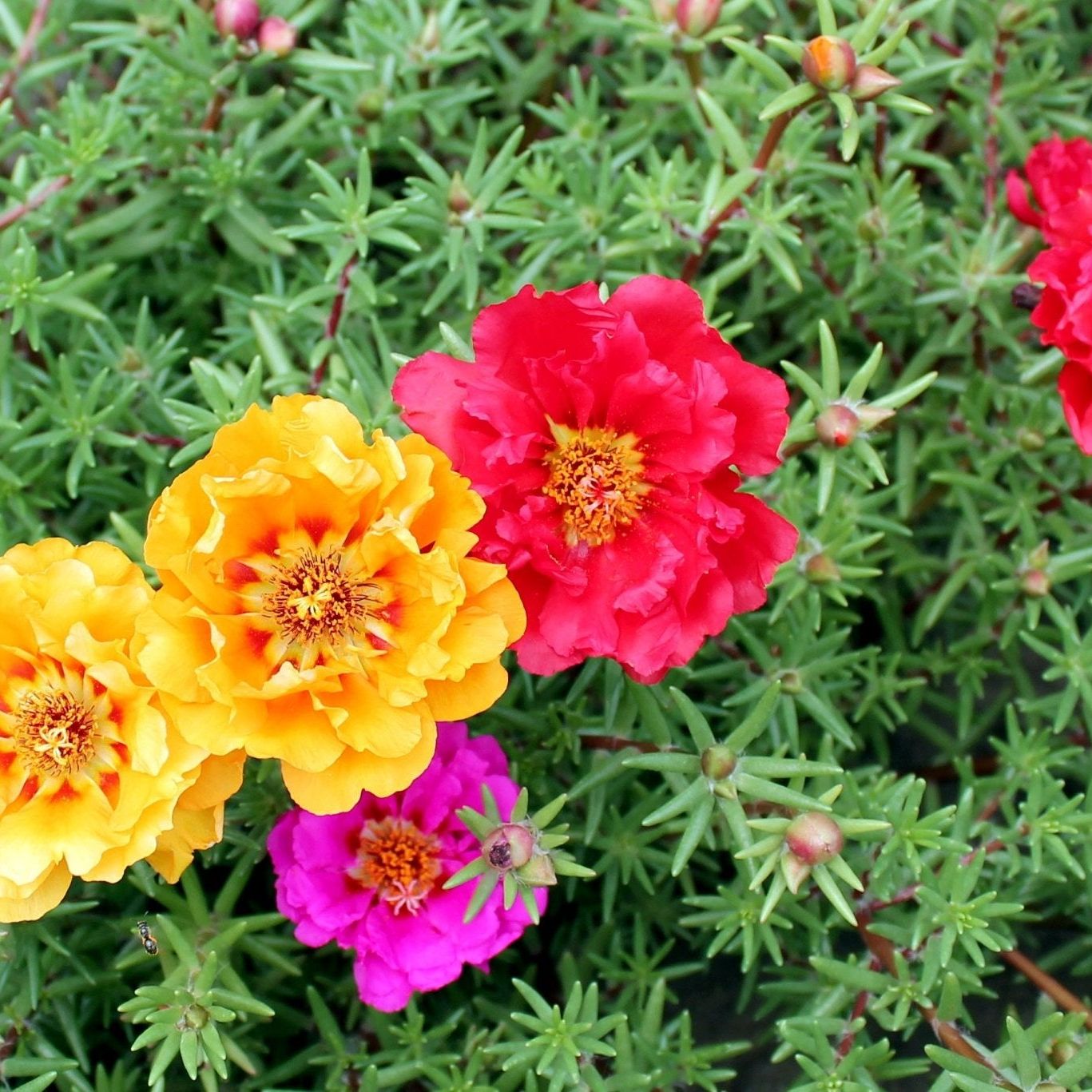 Portulaca Seeds - Double Mixed Colors Portulaca
