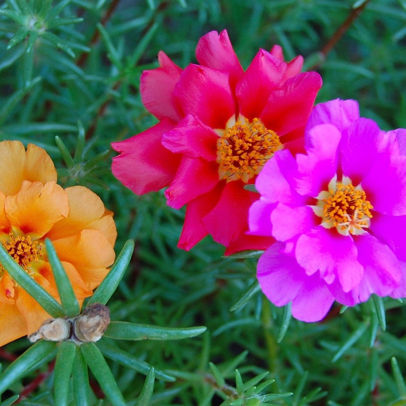 Portulaca Seeds - Double Mixed Colors Portulaca