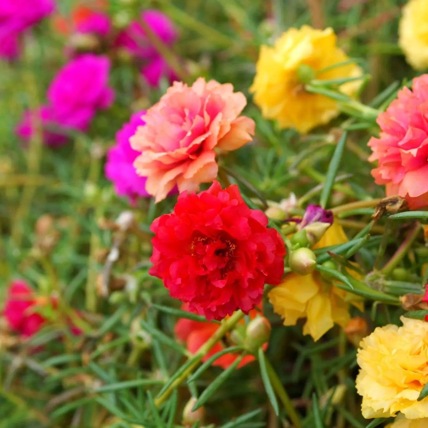 Portulaca Seeds - Double Mixed Colors Portulaca