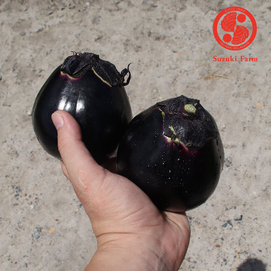 KAMO Eggplant | Suzuki Farm | 2 pc