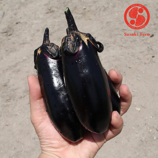 MIZU Eggplant | Suzuki Farm | 3 pc